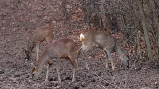 森林饲料附近自然环境中的鹿 — 图库视频影像