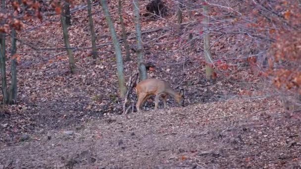 森林饲料附近自然环境中的鹿 — 图库视频影像