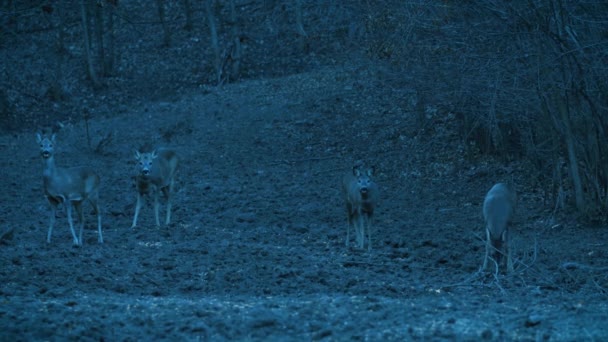 Cerfs Dans Milieu Naturel Près Une Forêt Alimentation — Video