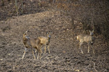 Bir grup yumurta geyiği ve karaca ön taraftaki beslenme noktasında.