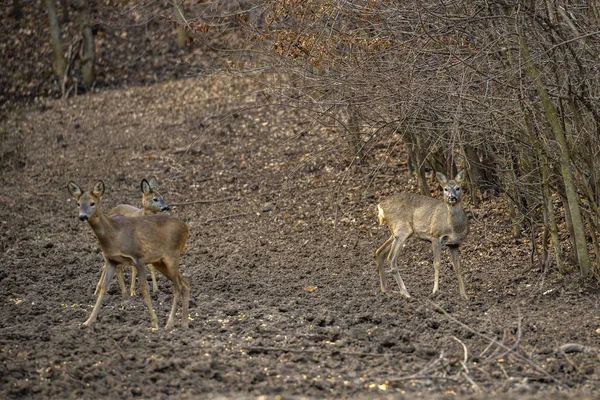 A group of roe deer and roebuck at the feeding spot in the fores — Stock Photo, Image