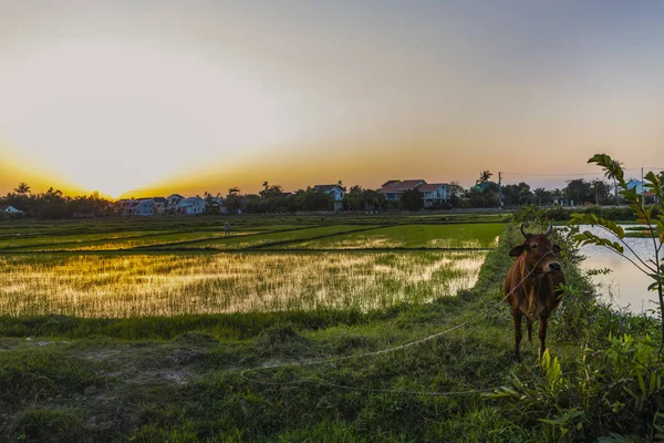 Campo Verde Amanecer Campo Arroz Bajo Luz Solar Primavera — Foto de Stock