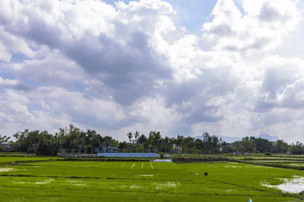 Campo Riso Verde Asia Primavera — Foto Stock