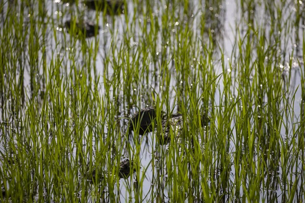 Rader Ljusa Gröna Risplantor Står Lerig Risfält Med Fotspår Fyllda — Stockfoto