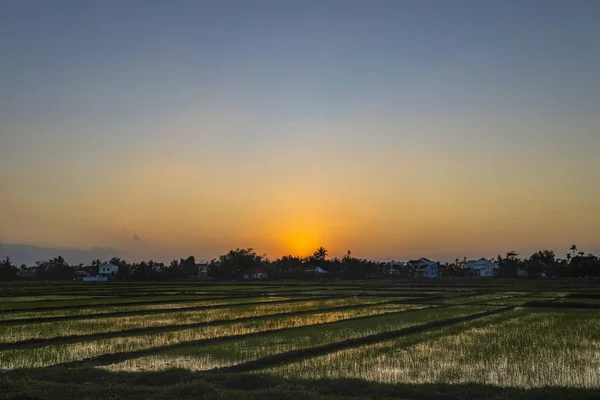 Зелене Поле Сході Сонця Рисове Поле Під Сонячним Світлом Весняний — стокове фото
