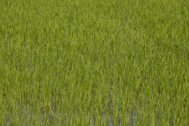 closeup yeşil pirinç alan