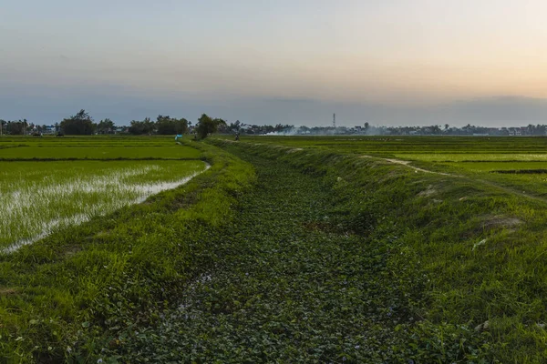 Green Field Sunrise Rice Field Sun Light Spring Time — Stock Photo, Image