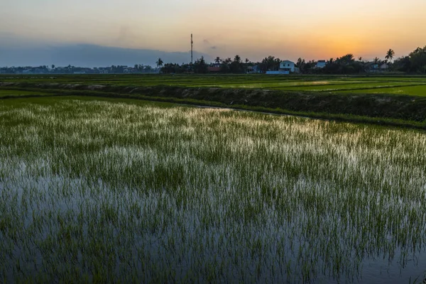 Green Field Sunrise Rice Field Sun Light Spring Time — Stock Photo, Image