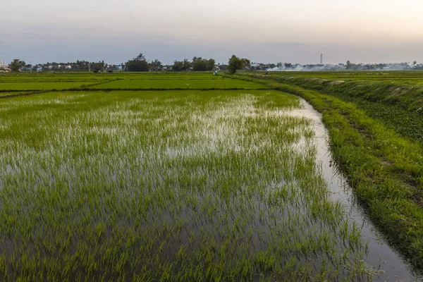 Campo Verde Amanecer Campo Arroz Bajo Luz Solar Primavera — Foto de Stock