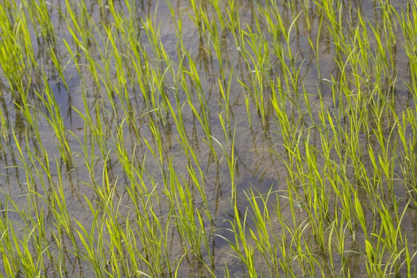 一排排明亮的绿色稻草矗立在泥泞的稻田里 稻田里有满满是水的脚印 — 图库照片