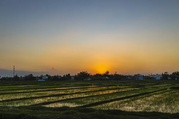 Campo Verde Nascer Sol Campo Arroz Sob Luz Solar Primavera — Fotografia de Stock