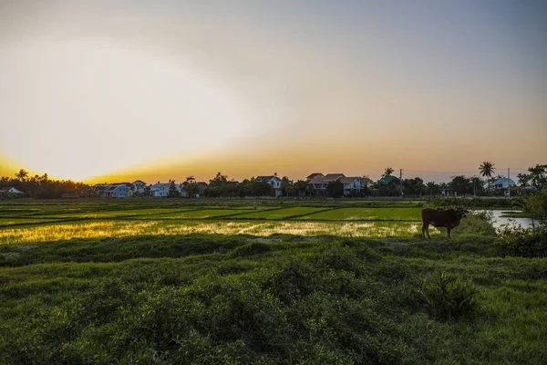 Green Field Sunrise Rice Field Sun Light Spring Time — Stock Photo, Image