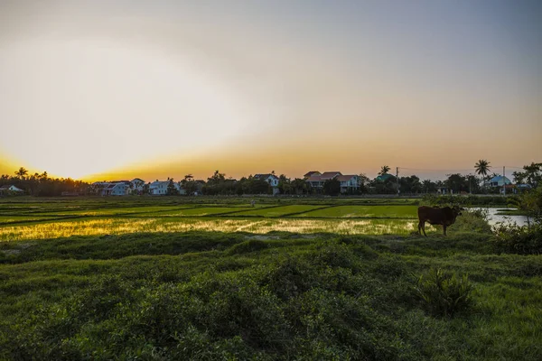 Campo Verde Amanecer Campo Arroz Bajo Luz Solar Primavera — Foto de Stock