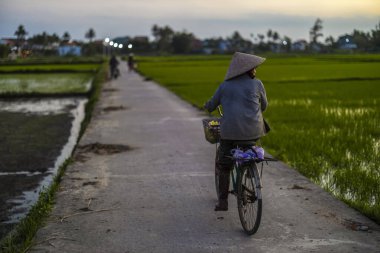 11 Ocak 2020, Vietnamlı Hoi An yakınlarında tarım işçisi pirinç tarlasında çalışıyor..