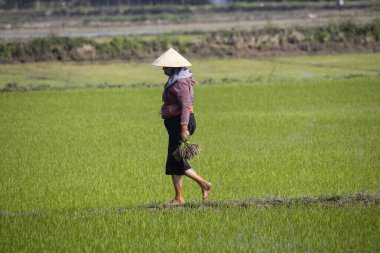 11 Ocak 2020, Vietnamlı Hoi An yakınlarında tarım işçisi pirinç tarlasında çalışıyor..