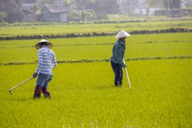 11 Ocak 2020, Vietnamlı Hoi An yakınlarında tarım işçisi pirinç tarlasında çalışıyor..
