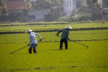 11 Ocak 2020, Vietnamlı Hoi An yakınlarında tarım işçisi pirinç tarlasında çalışıyor..