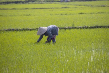 11 Ocak 2020, Vietnamlı Hoi An yakınlarında tarım işçisi pirinç tarlasında çalışıyor..