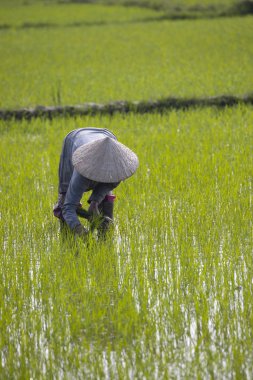 11 Ocak 2020, Vietnamlı Hoi An yakınlarında tarım işçisi pirinç tarlasında çalışıyor..