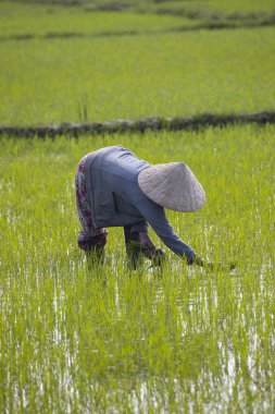 11 Ocak 2020, Vietnamlı Hoi An yakınlarında tarım işçisi pirinç tarlasında çalışıyor..