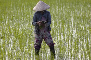 11 Ocak 2020, Vietnamlı Hoi An yakınlarında tarım işçisi pirinç tarlasında çalışıyor..