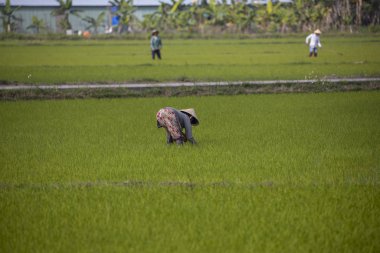 11 Ocak 2020, Vietnamlı Hoi An yakınlarında tarım işçisi pirinç tarlasında çalışıyor..