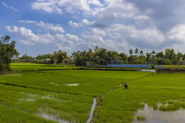 Januari 2020 Nära Hoi Vietnam Jordbruksarbetare Arbetar Risfältet — Stockfoto