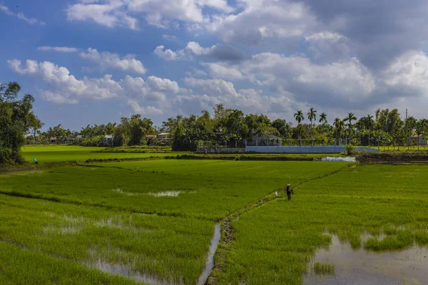 Janvier 2020 Près Hoi Vietnam Travailleur Agricole Travaille Dans Rizière — Photo