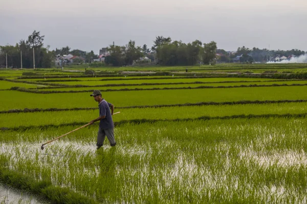 January 2020 Hoi Vietnam Agricultural Worker Works Rice Field — Stock Photo, Image