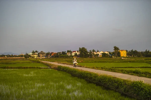 January 2020 Hoi Vietnam Agricultural Worker Works Rice Field — Stock Photo, Image