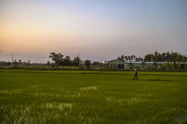 Enero 2020 Cerca Hoi Vietnam Trabajador Agrícola Trabaja Campo Arroz — Foto de Stock