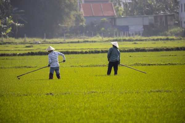 Січня 2020 Року Поблизу Хой Єтнам Сільськогосподарський Працівник Працює Полі — стокове фото