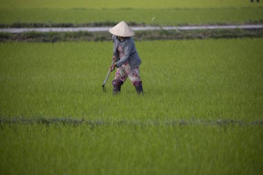 11 Ocak 2020, Vietnamlı Hoi An yakınlarında tarım işçisi pirinç tarlasında çalışıyor..