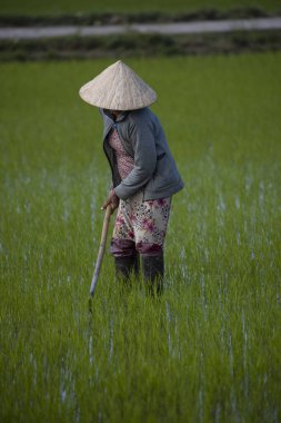 11 Ocak 2020, Vietnamlı Hoi An yakınlarında tarım işçisi pirinç tarlasında çalışıyor..