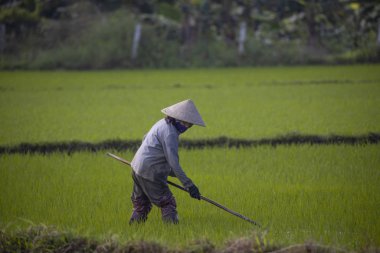 11 Ocak 2020, Vietnamlı Hoi An yakınlarında tarım işçisi pirinç tarlasında çalışıyor..
