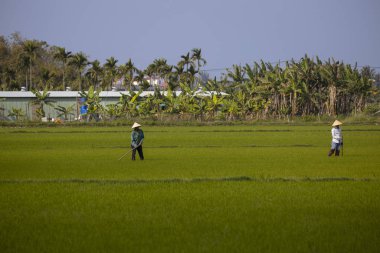 11 Ocak 2020, Vietnamlı Hoi An yakınlarında tarım işçisi pirinç tarlasında çalışıyor..