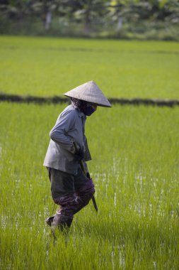 11 Ocak 2020, Vietnamlı Hoi An yakınlarında tarım işçisi pirinç tarlasında çalışıyor..