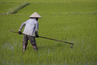 11 Ocak 2020, Vietnamlı Hoi An yakınlarında tarım işçisi pirinç tarlasında çalışıyor..