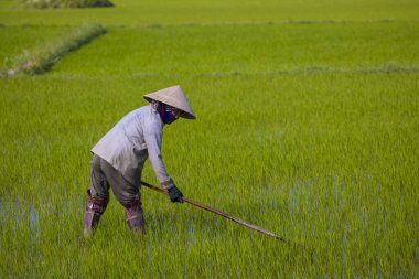 11 Ocak 2020, Vietnamlı Hoi An yakınlarında tarım işçisi pirinç tarlasında çalışıyor..