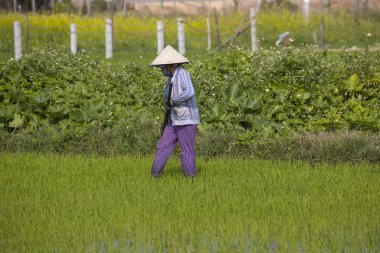11 Ocak 2020, Vietnamlı Hoi An yakınlarında tarım işçisi pirinç tarlasında çalışıyor..