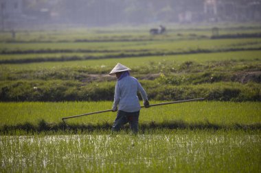 11 Ocak 2020, Vietnamlı Hoi An yakınlarında tarım işçisi pirinç tarlasında çalışıyor..