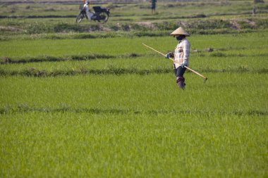 11 Ocak 2020, Vietnamlı Hoi An yakınlarında tarım işçisi pirinç tarlasında çalışıyor..