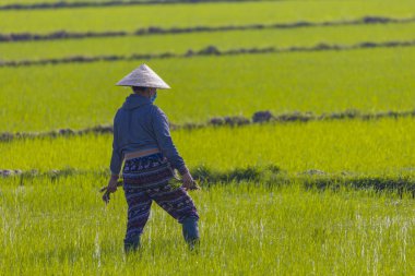 11 Ocak 2020, Vietnamlı Hoi An yakınlarında tarım işçisi pirinç tarlasında çalışıyor..