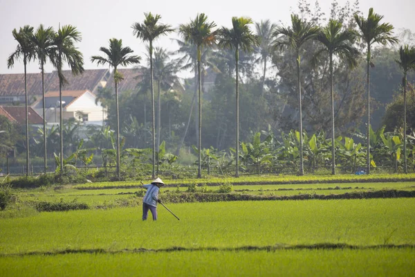 Enero 2020 Cerca Hoi Vietnam Trabajador Agrícola Trabaja Campo Arroz — Foto de Stock