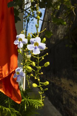 Hoi An, Vietnam - January 16, 2020: Representative images of the various tourist attractions seen in the tour of the old city.