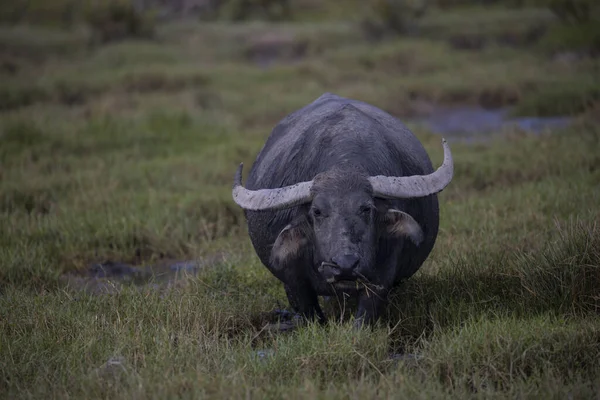 Buffalo Bañándose Hermoso Campo Campo Ubicado Sonido Vietnam — Foto de Stock