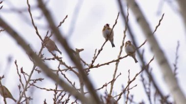 Kuşlar - Avrupa ispinozları (Carduelis Carduelis) Zirvede Oturma 