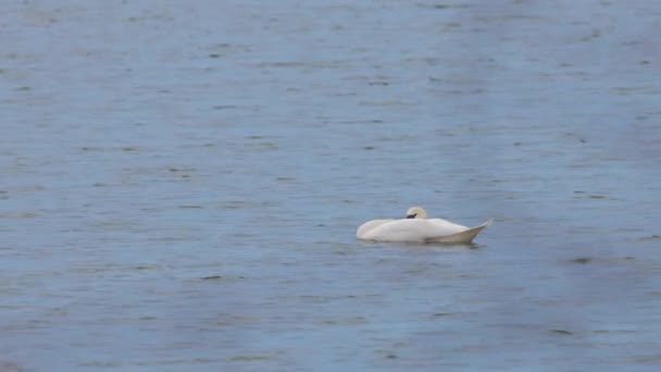 Cisne Blanco Lago — Vídeos de Stock