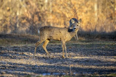 İlkbaharın başında ormanda roe geyiği