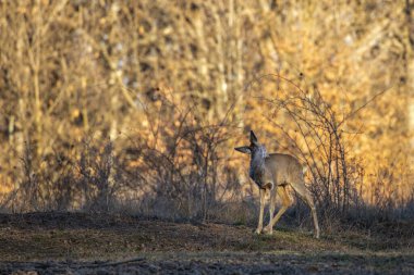 İlkbaharın başında ormanda roe geyiği